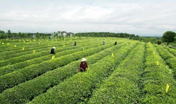 華鑫證券 黄山市徽州区全链深耕 为黄山毛峰品牌注入强劲动能